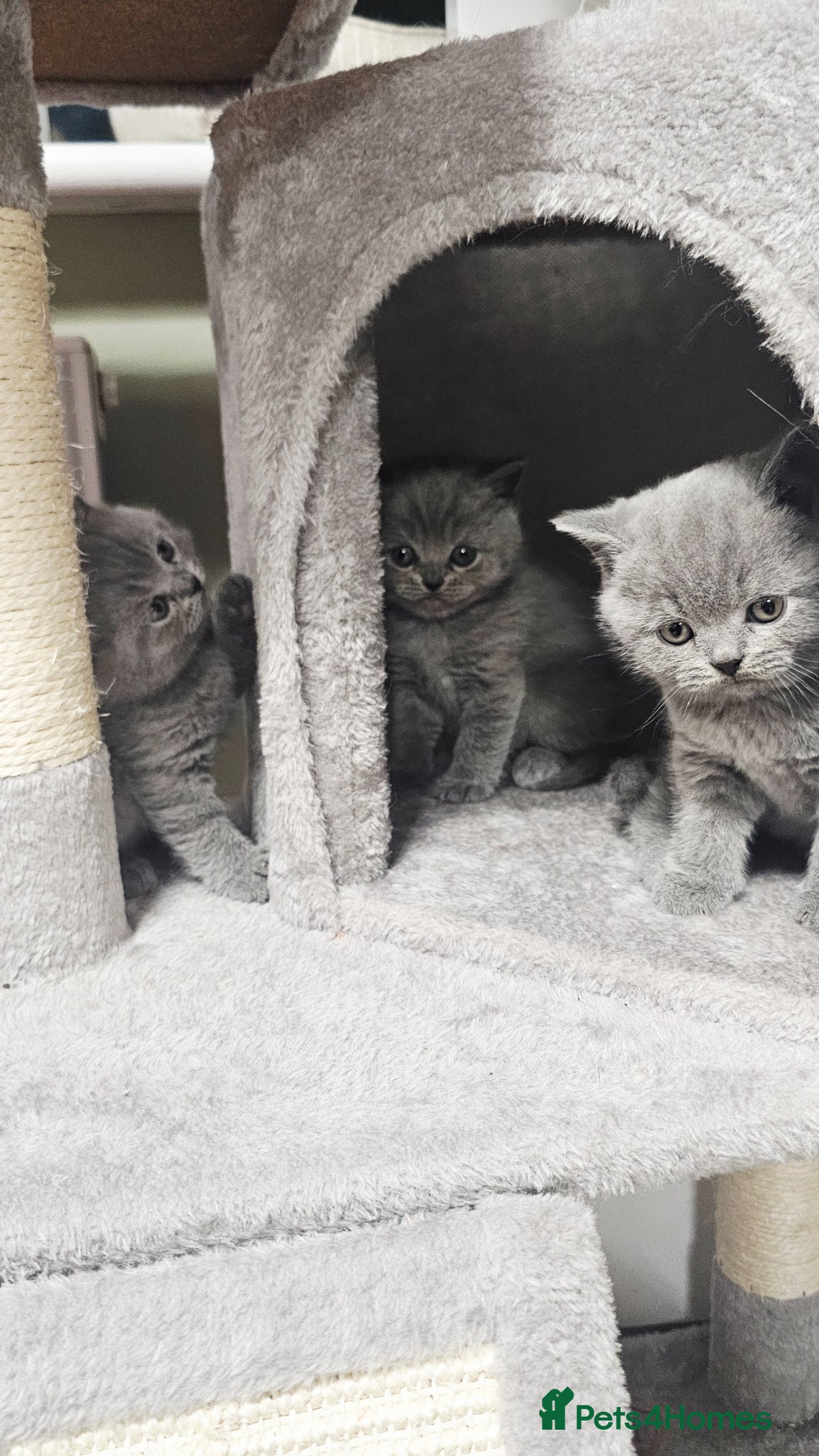 British Shorthair cats British shorthair blue kittens  - Advert 3