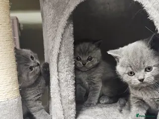 British Shorthair cats British shorthair blue kittens - Advert 3