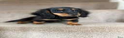 Miniature Dachshund dogs for sale: Last Female miniature longhaired PRA clear - Advert 8