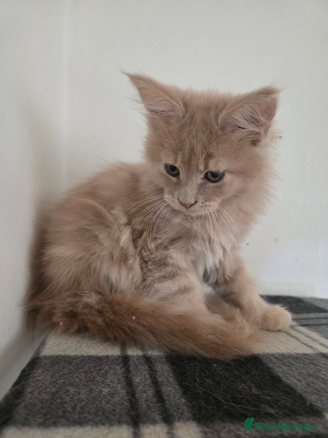 Maine Coon cats for sale: Beautiful Maine coon kittens  - Image 21