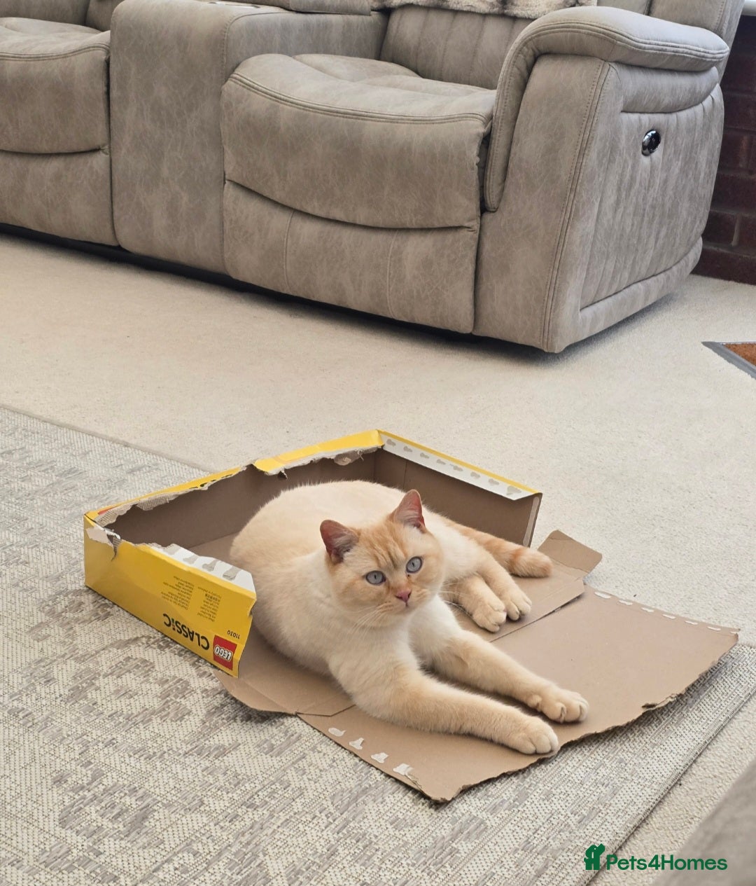 British Shorthair cats Affectionate red colour point british shorthair - Advert 4