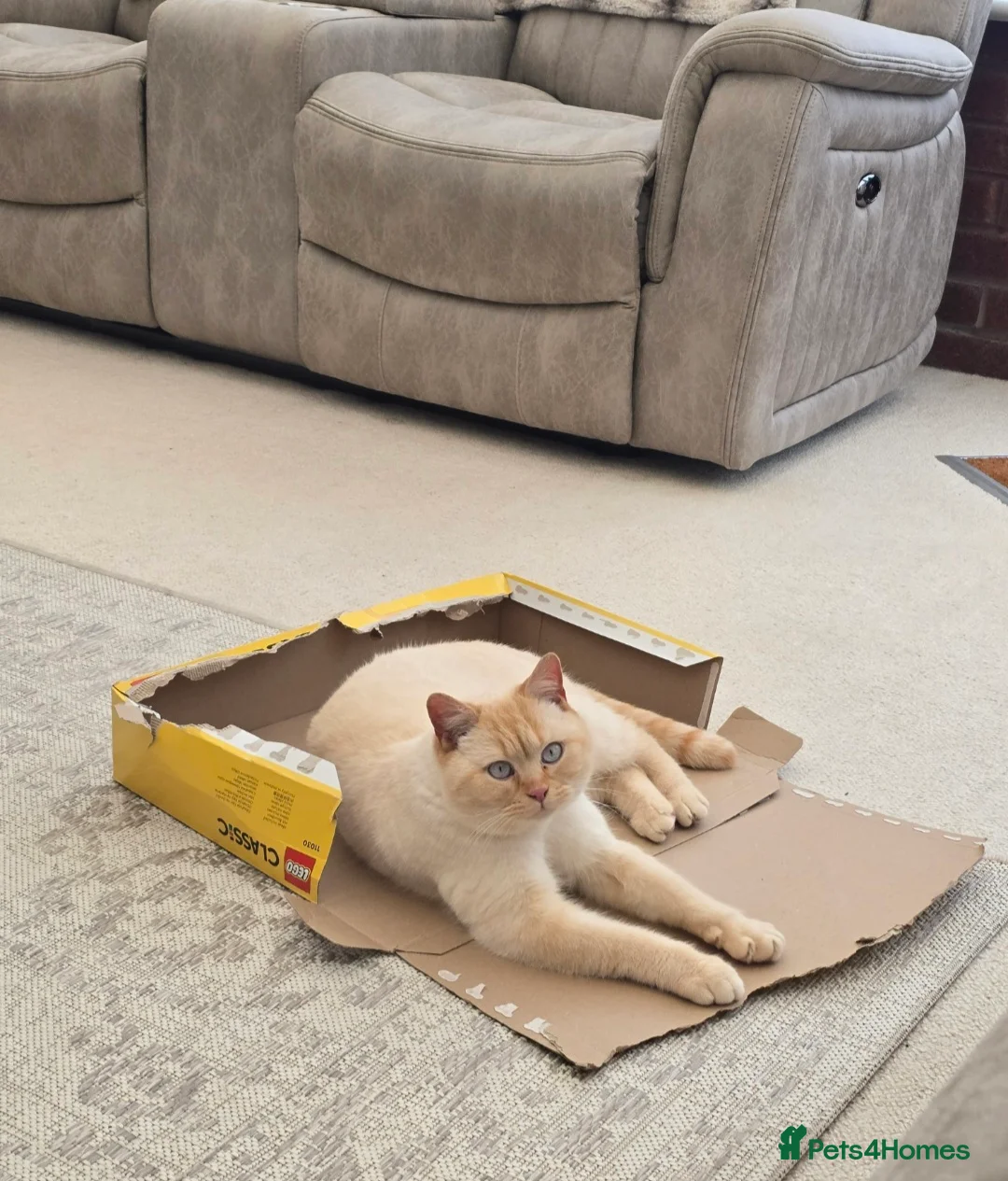 British Shorthair cats for sale: Affectionate red colour point british shorthair in Northwich - Advert 1