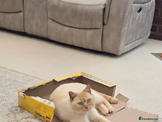 British Shorthair cats Affectionate red colour point british shorthair - Advert 4