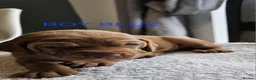 Hungarian Vizsla dogs for sale: READY TO LEAVE ,. 4 Beautiful girls left. - Advert 37