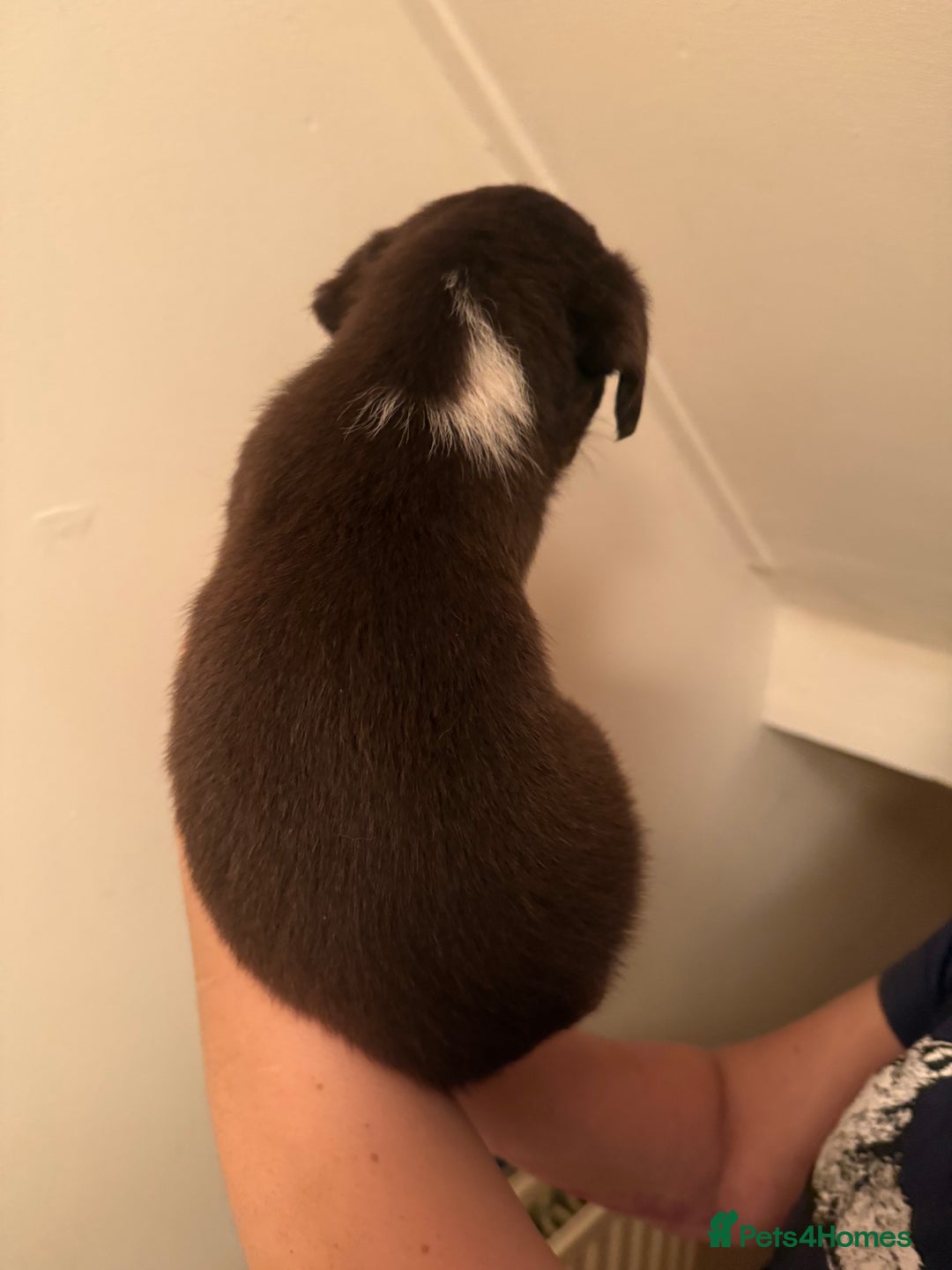 Border Collie dogs for sale: Border collie pups - Image 9