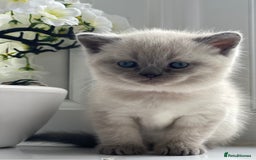 British Shorthair cats for sale: British Shorthair colour point kittens white  - Image 7