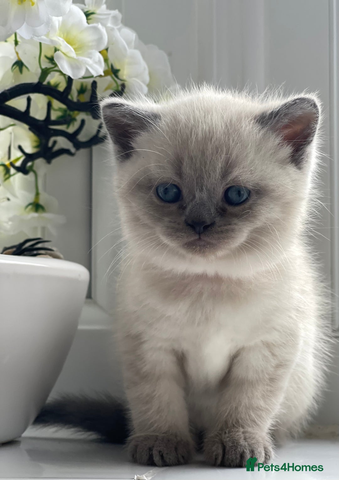 British Shorthair cats for sale: British Shorthair colour point kittens white  - Image 7