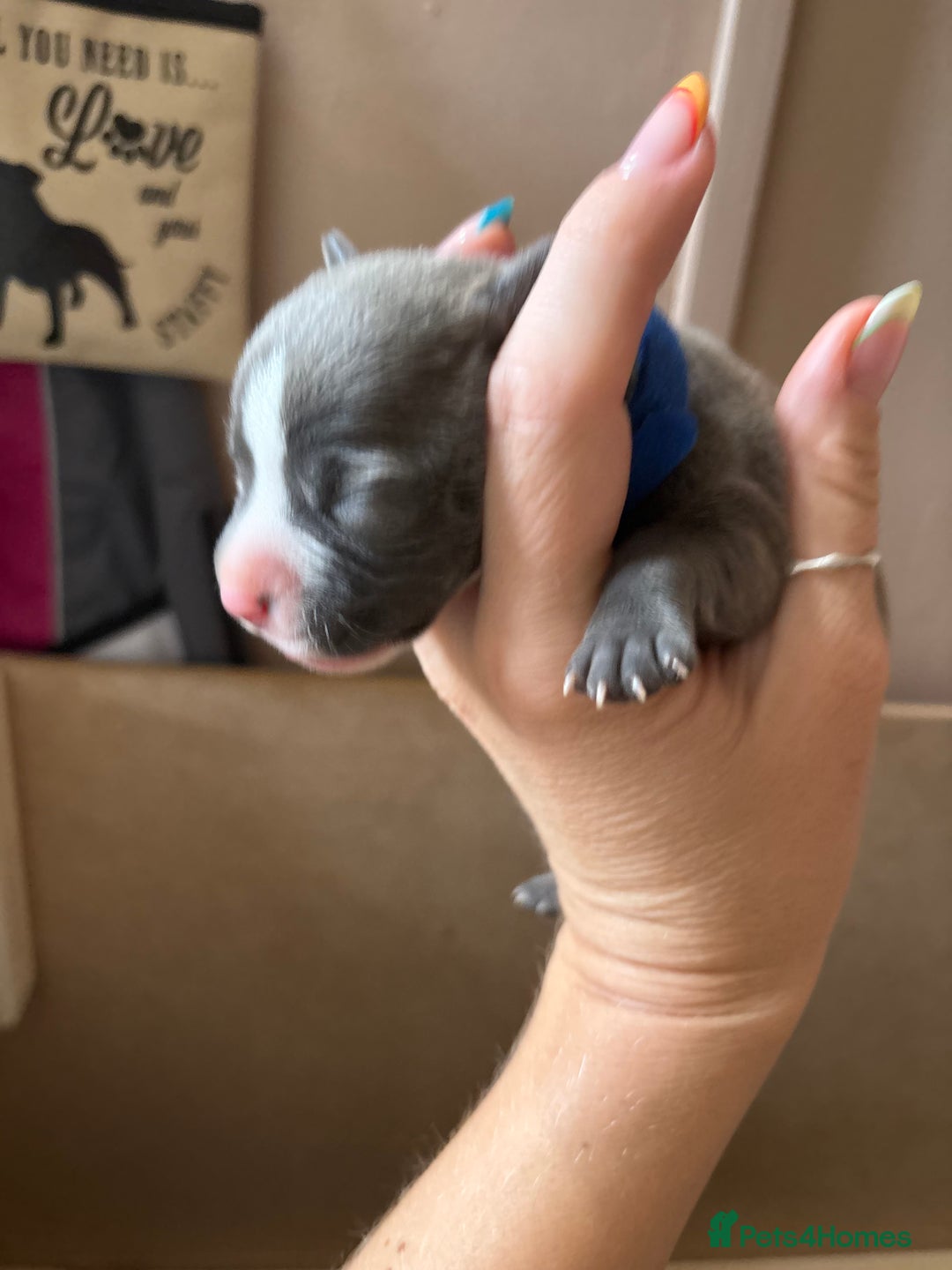 Staffordshire Bull Terrier dogs for sale: Blue staffy pups (mum is champion bred kc) - Image 20
