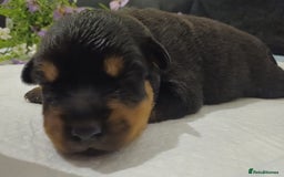 Rottweiler dogs for sale: Purebred Rottweiler Puppies Family Raised! 🐾 - Image 11