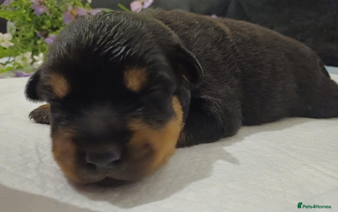 Rottweiler dogs for sale: Purebred Rottweiler Puppies Family Raised! 🐾 - Image 11