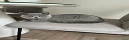 British Shorthair cats for sale: British shorthair female kitten GCCF registered - Advert 1