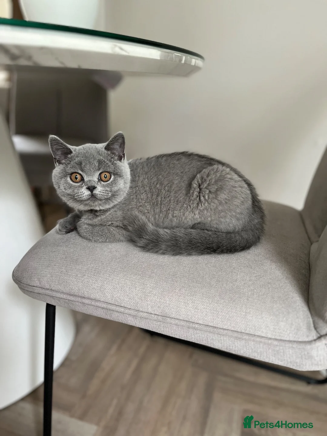 British Shorthair cats for sale: British shorthair female kitten GCCF registered - Advert 1