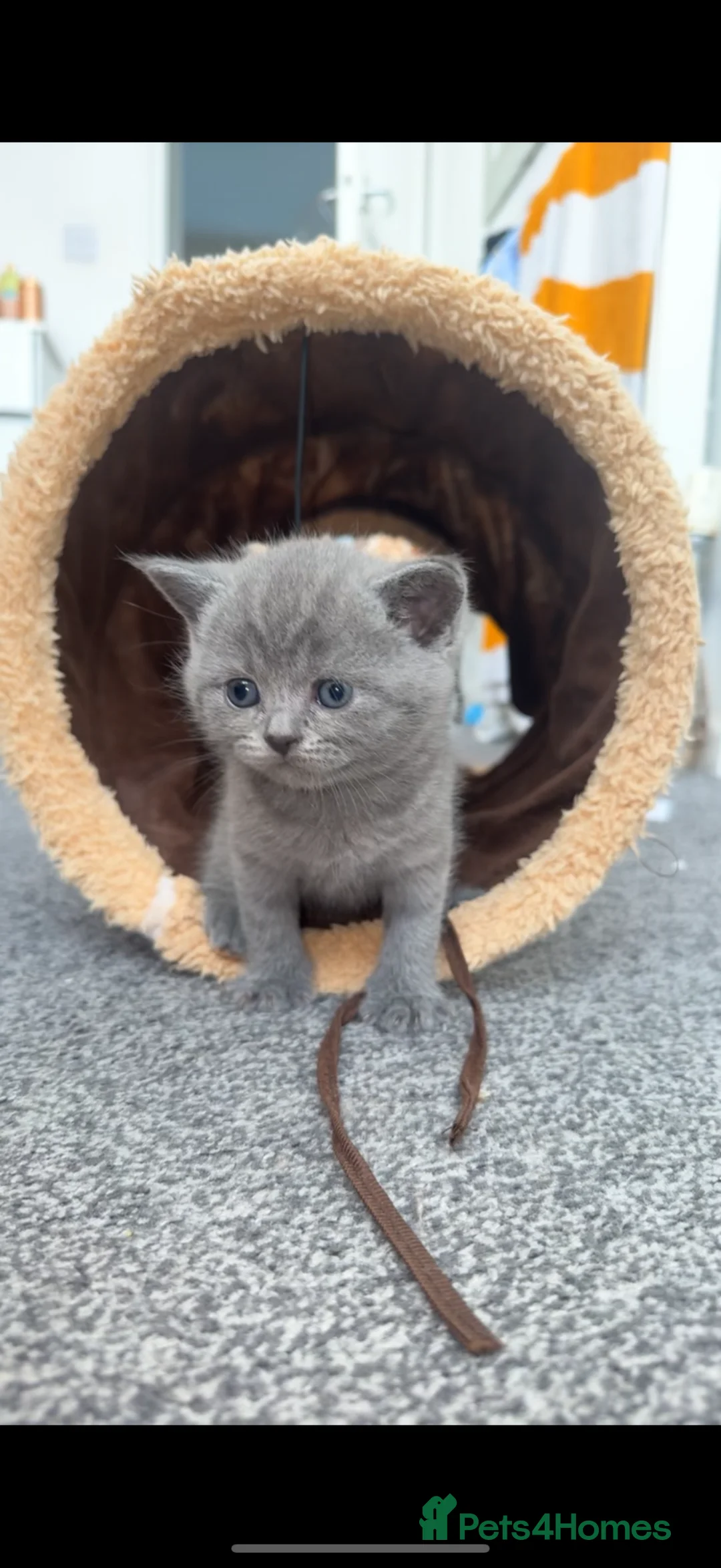 British Shorthair cats for sale: Beautiful British short hairs  - Advert 1
