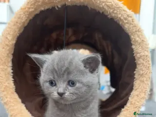 British Shorthair cats Beautiful British short hairs - Advert 19