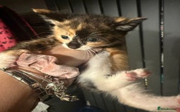 British Shorthair cats for sale: 2 girls +1 boy kitten ready to leave straight away - Image 5