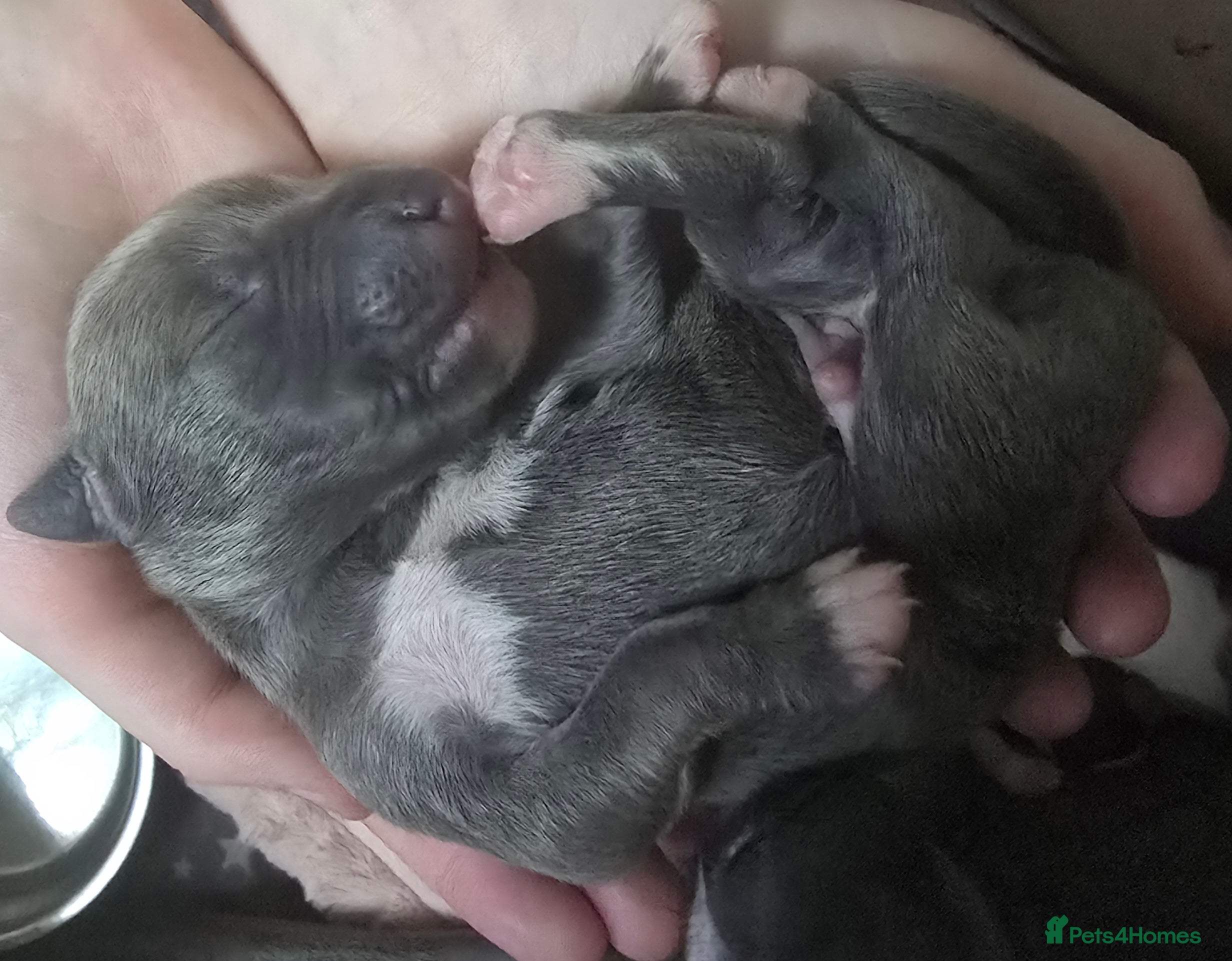 Whippet dogs Beautiful kc puppies not ready for 8 weeks  - Advert 2