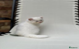 Siberian cats for sale: Pure White Siberian Boy - Image 12