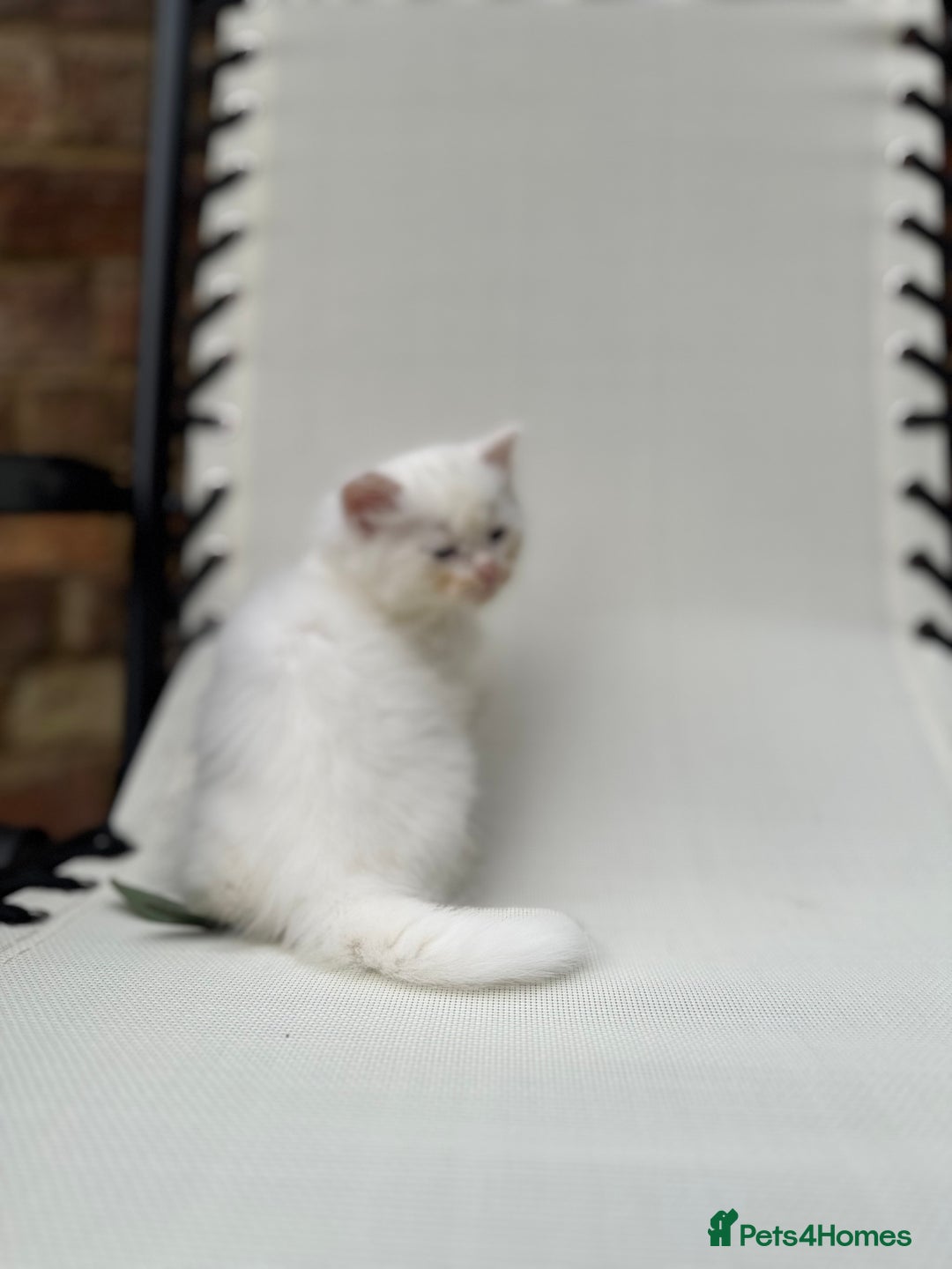 Siberian cats for sale: Pure White Siberian Boy - Image 12