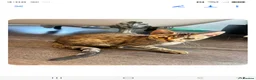 Savannah cats for sale: SAVANNAH X MAINE COON KITTENS EXCEPTIONAL QUALITY - Advert 7