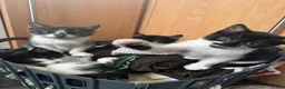Mixed Breed cats for sale: Beautiful Friendly Mixed Breed Kittens  - Advert 11
