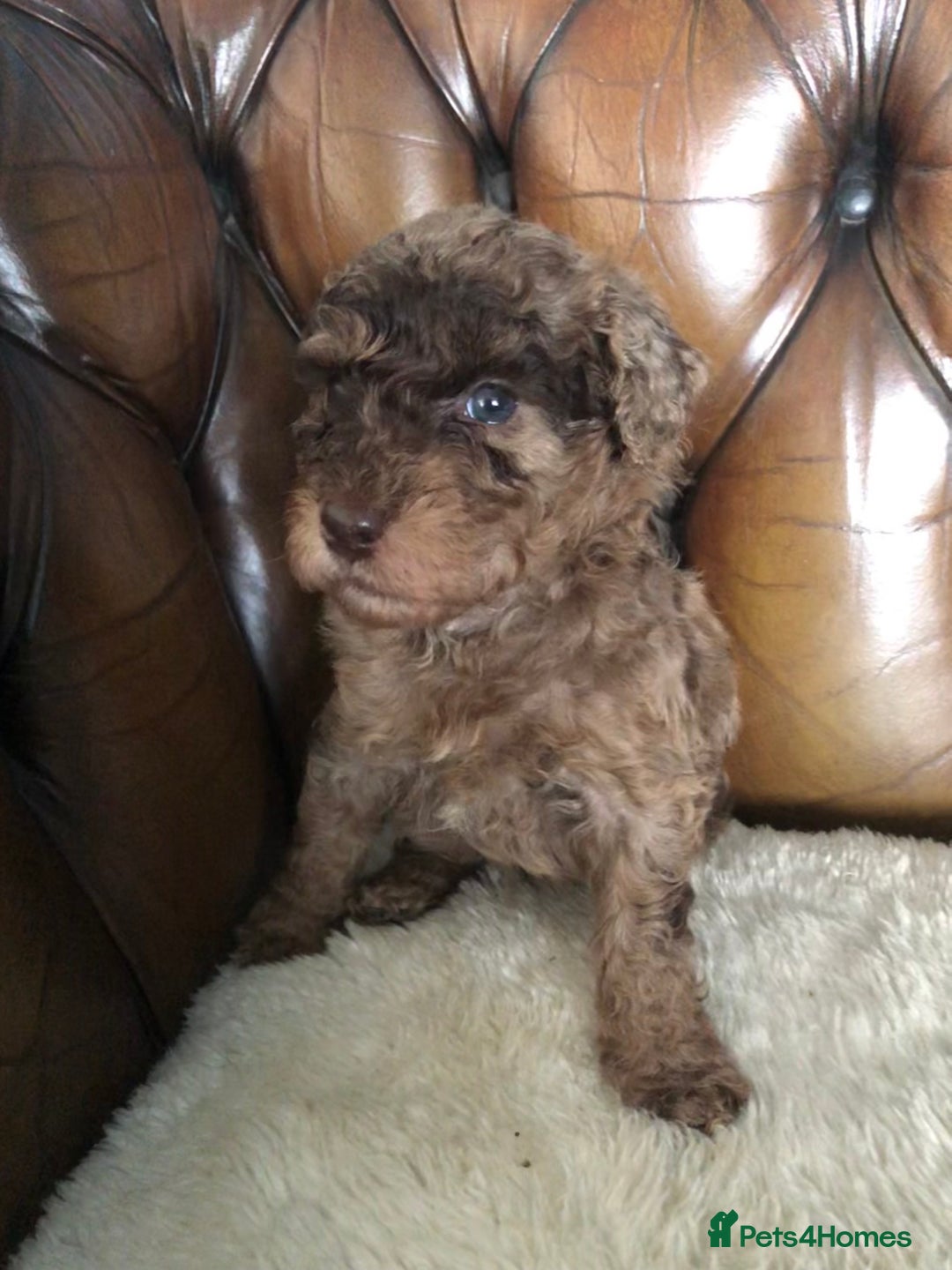 Labradoodle dogs for sale: Miniature Curly-Coated Teddybear Labradoodles  - Advert 8
