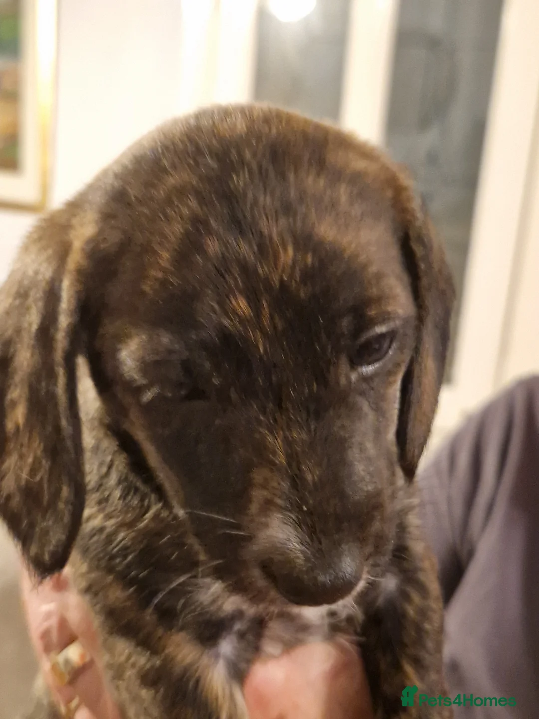 Mixed Breed dogs for sale: Adorable puppies for sale - Advert 4