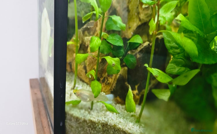 Other/Mixed Breed fish - Advert 3