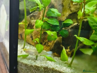 Other/Mixed Breed fish - Advert 9