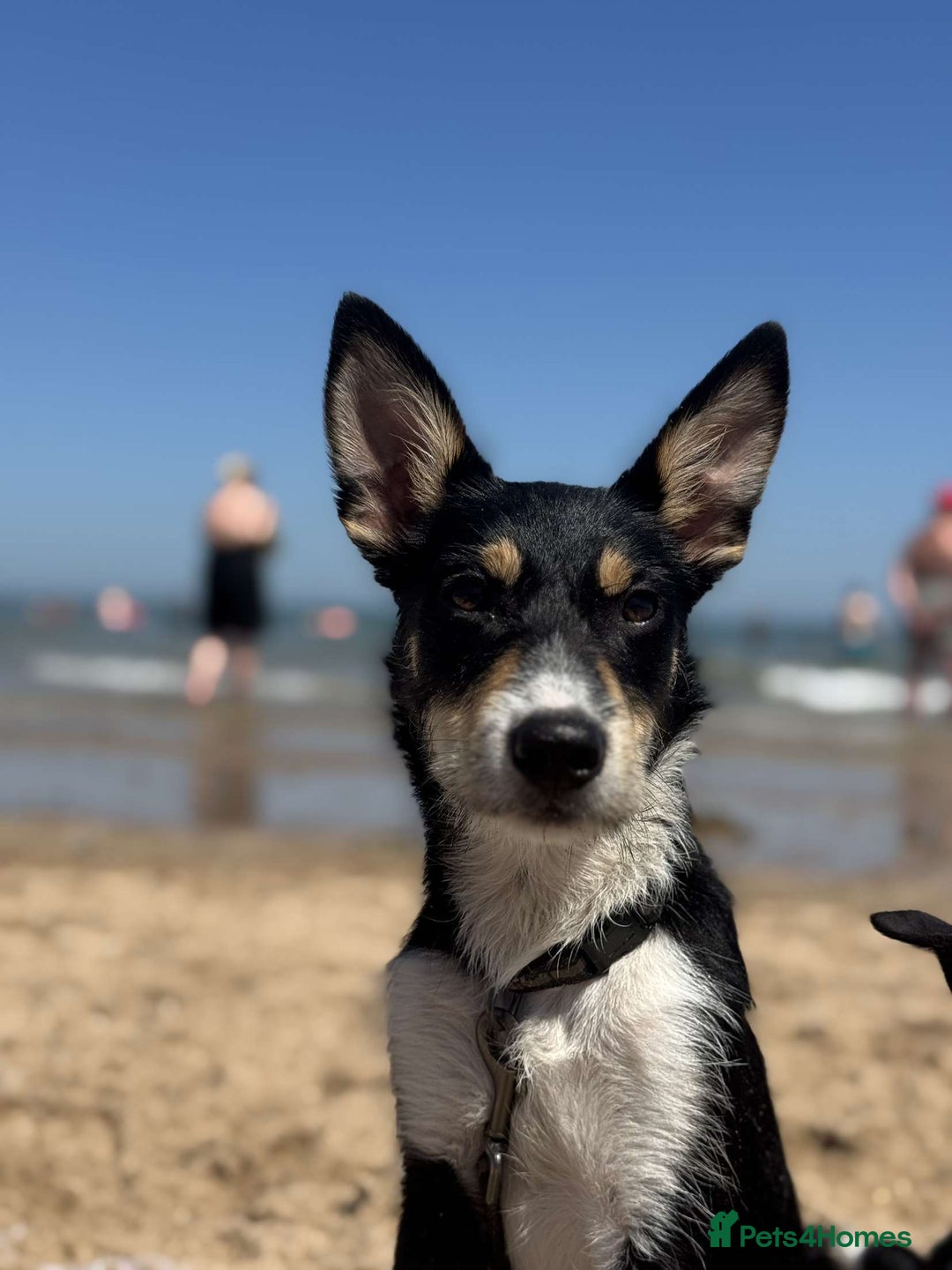 Mixed Breed dogs for sale: 16 week old collie/kelpi - Image 4