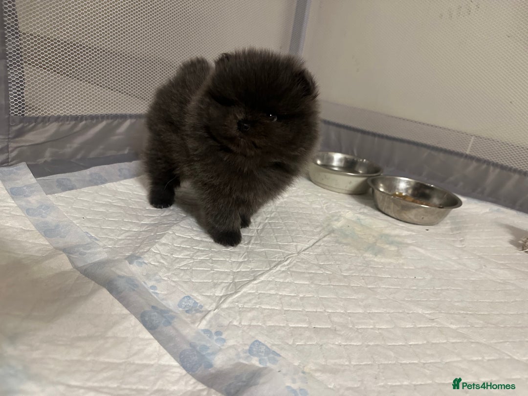 Pomeranian dogs for stud: Gorgeous Teddy bear tri coloured stud - Advert 13