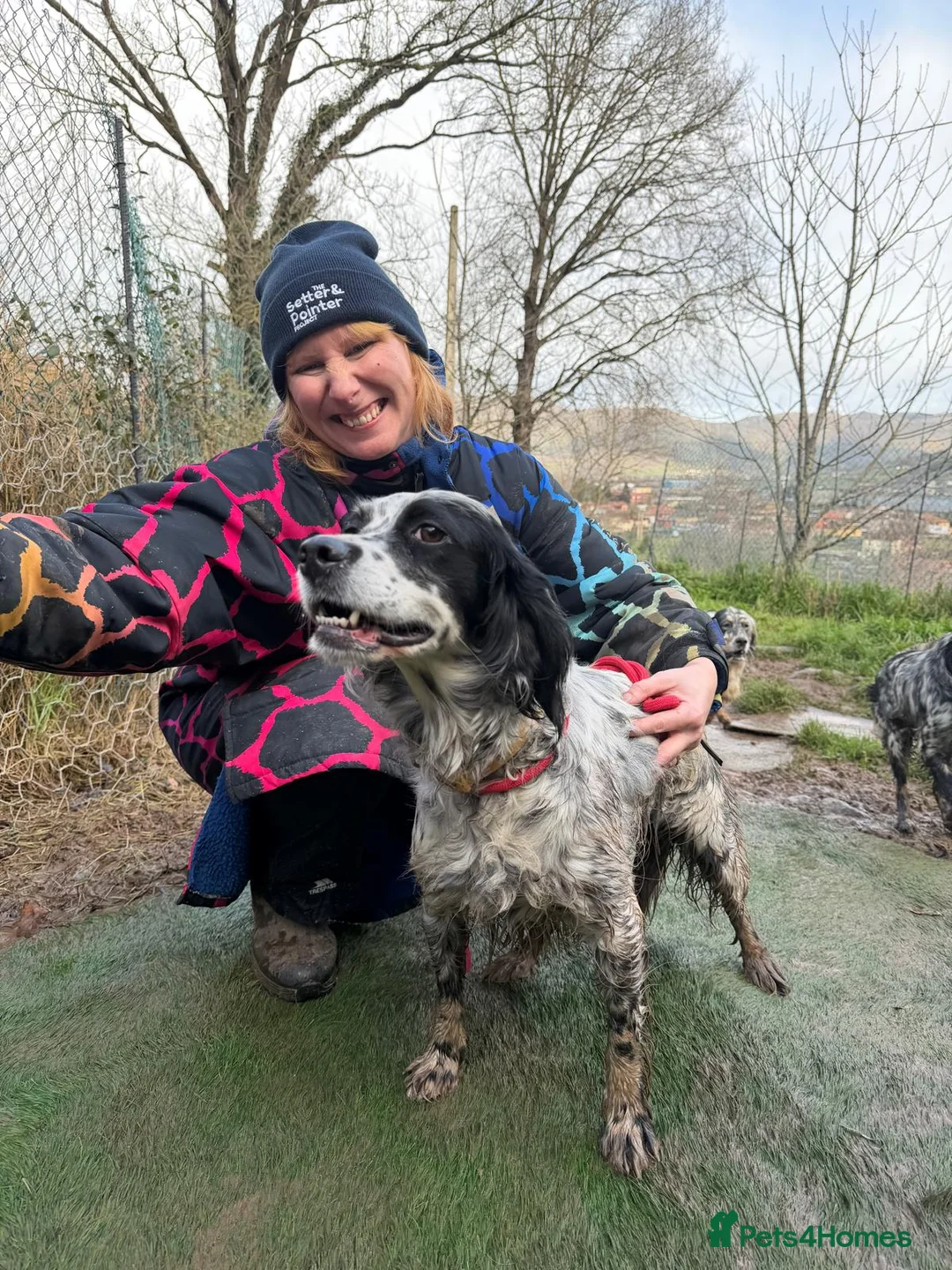 English Setter dogs for adoption: Kora  - Advert 3