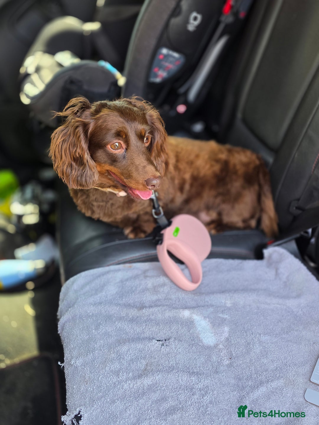 Dachshund dogs for sale: Beautiful 4-5yr old brown dachshund - Image 2