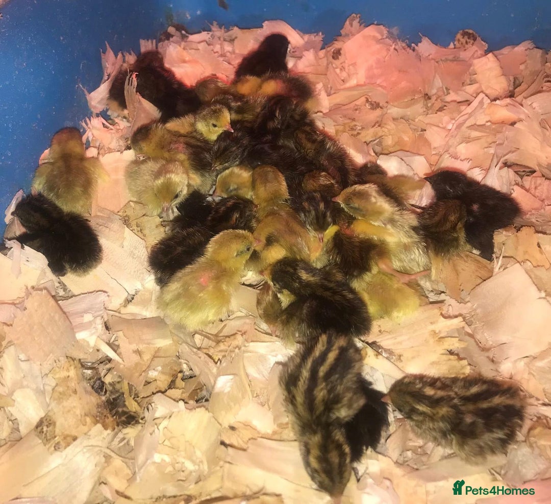 Quail poultry for sale: QUAIL EGGS/CHINESE PAINTED BUTTONS ! - Advert 9