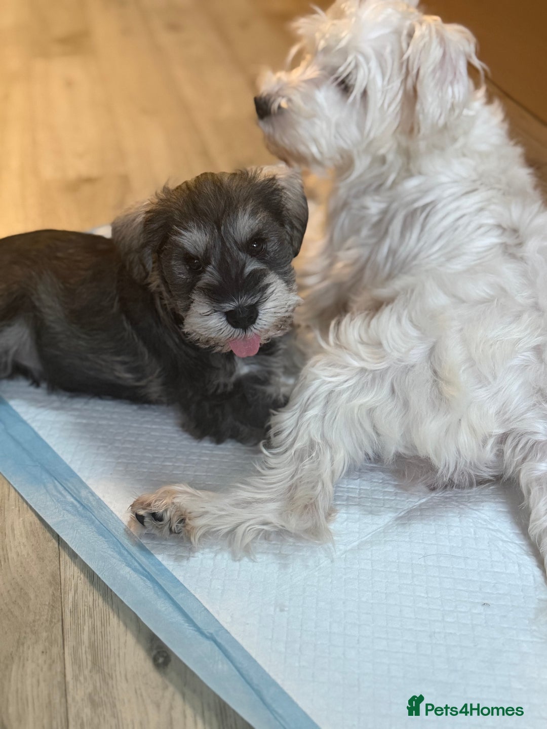 Miniature Schnauzer dogs for sale: One and only Jackie Miniature Shnauzer  - Advert 1