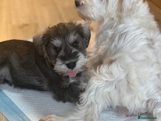 Miniature Schnauzer dogs One and only Jackie Miniature Shnauzer - Advert 8