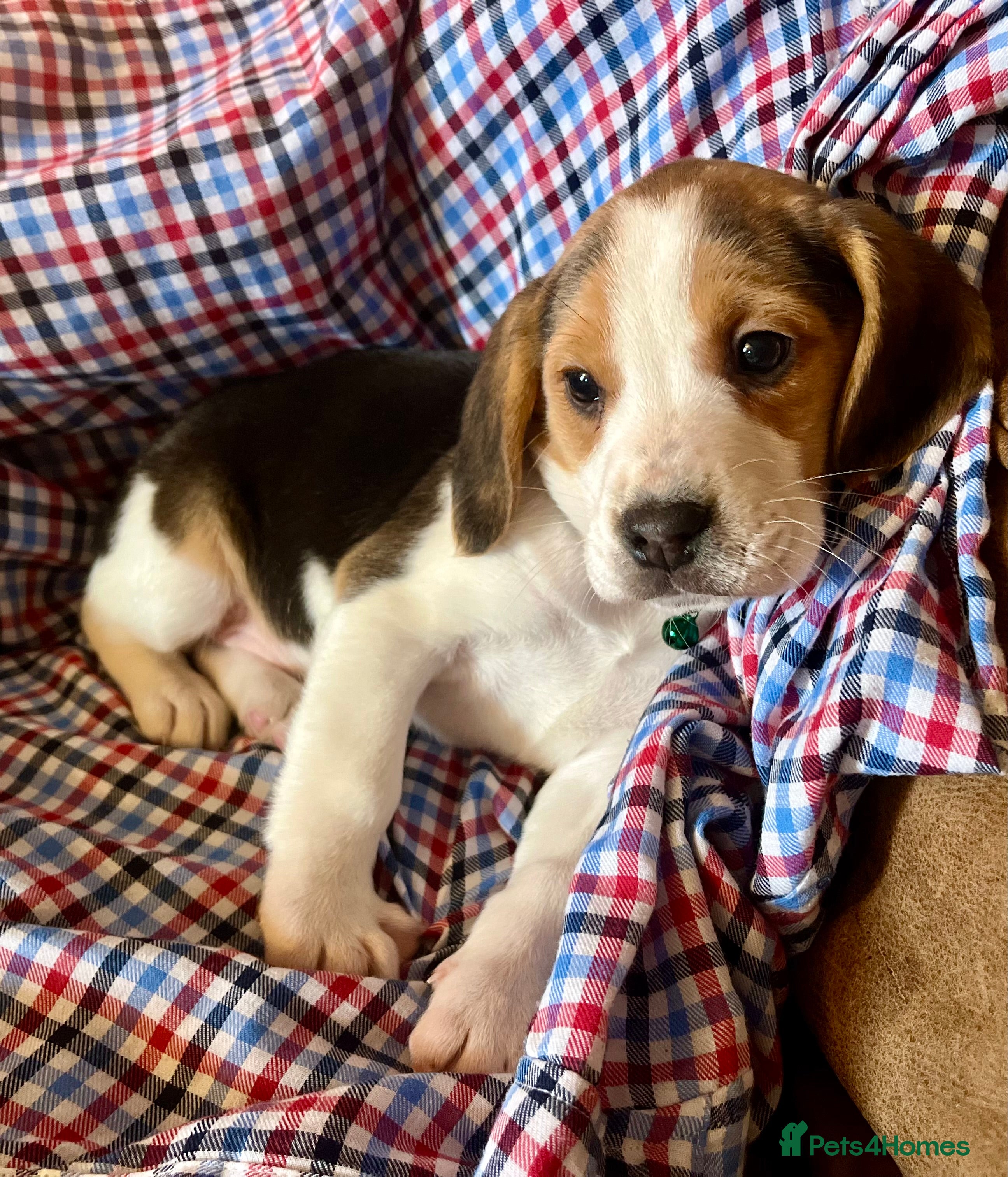 Beagle dogs Beagles ready now LAST BOY  - Advert 5
