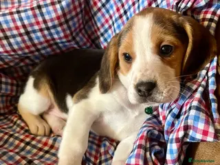 Beagle dogs Beagles ready now LAST BOY - Advert 5