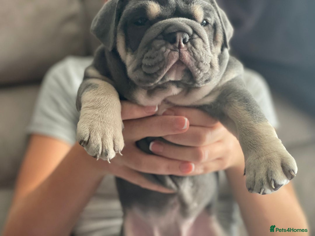 English Bulldog dogs for stud: DwKc registered platinum and tan Merle stud only  in Saint Helens - Advert 8
