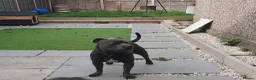 Staffordshire Bull Terrier dogs for stud: KC Registered Blue Staff stud - Advert 3