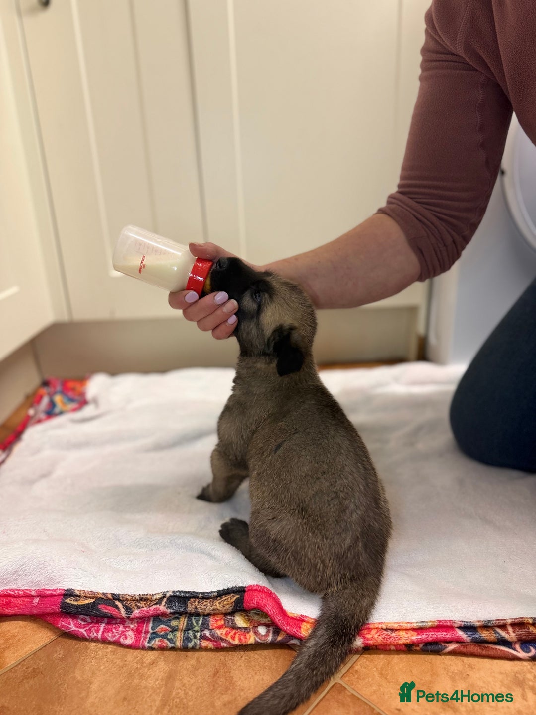 Irish Wolfhound dogs for sale: Bred From Extensively Health Tested Parents - Advert 6