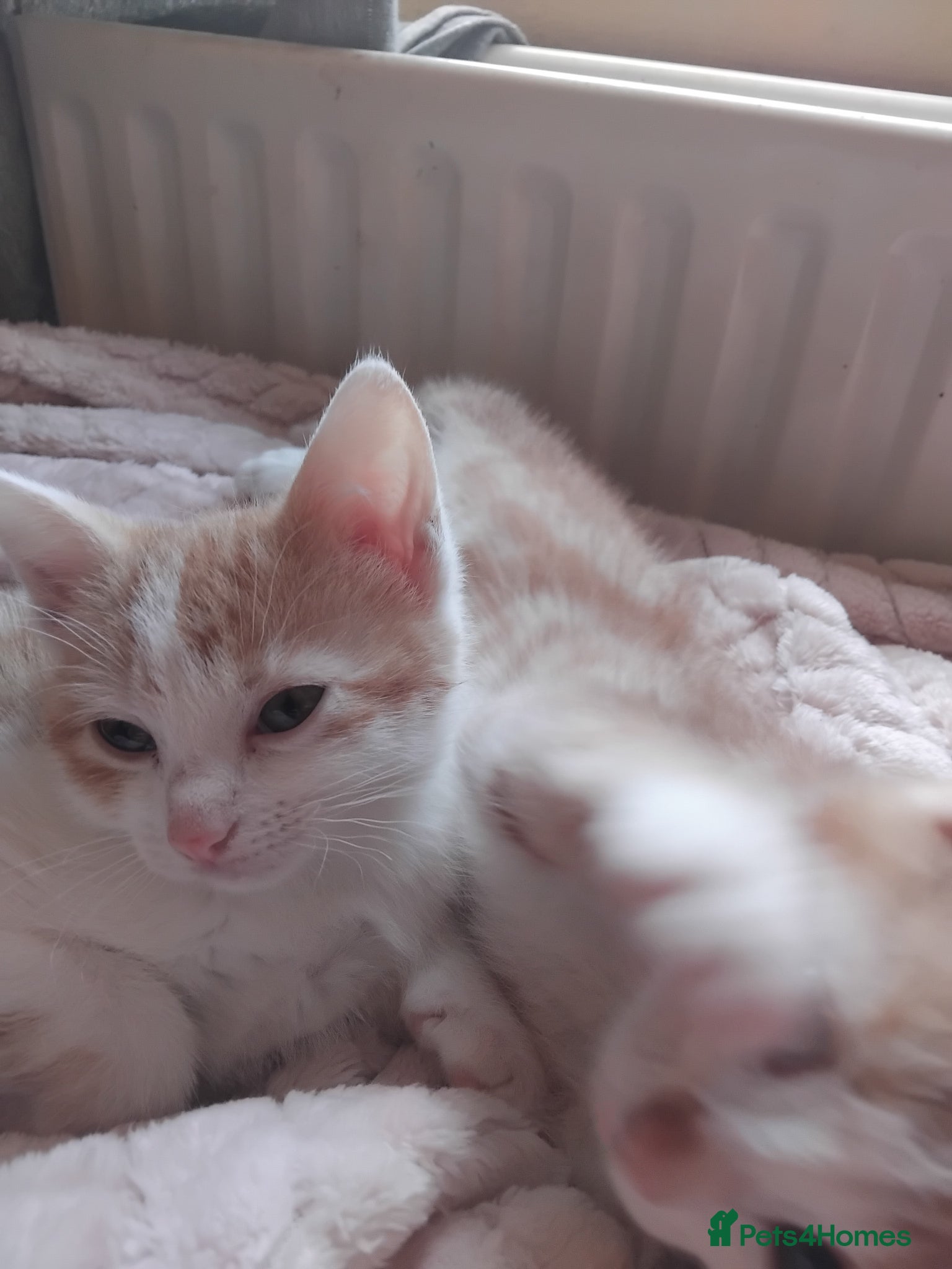 Mixed Breed cats for sale: 6 cute kittens  - Advert 10