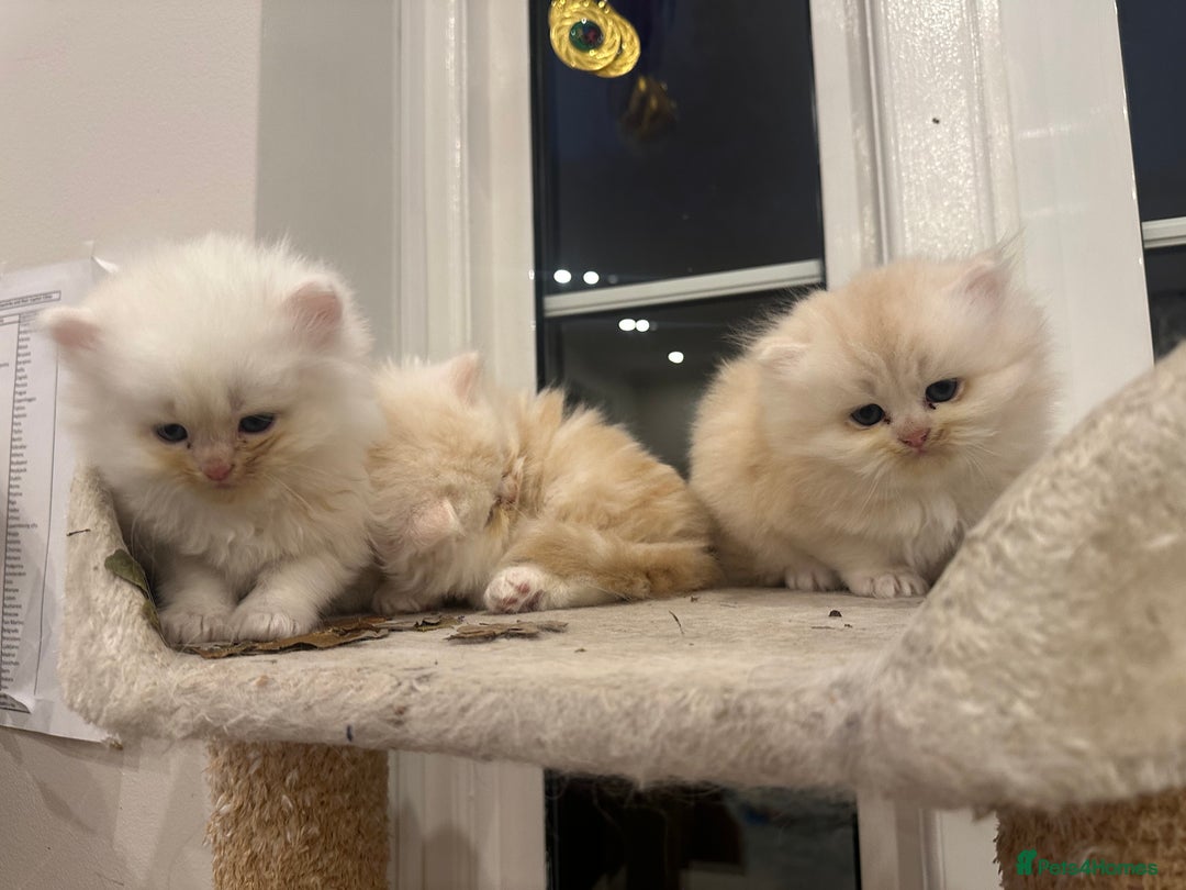 Persian cats for sale: Chinchilla kittens  - Image 27