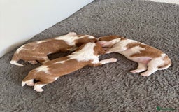 Cavalier King Charles Spaniel dogs for sale: Tested-clear cavalier king charles spaniels - Image 1