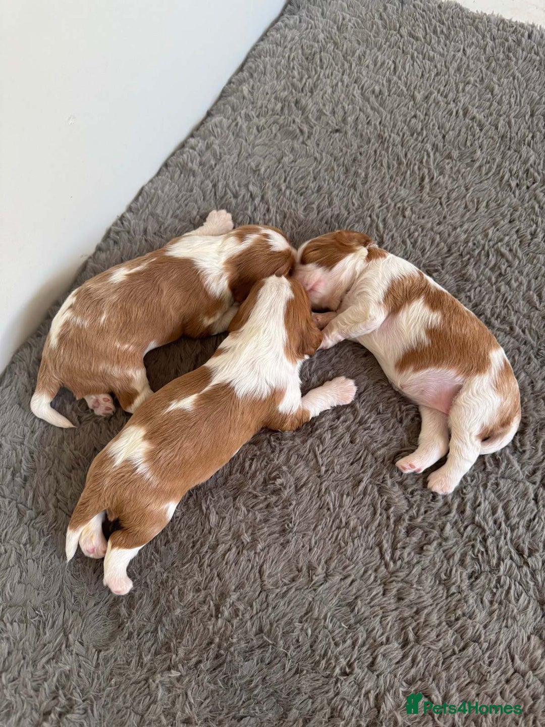 Cavalier King Charles Spaniel dogs for sale: Tested-clear cavalier king charles spaniels - Image 1