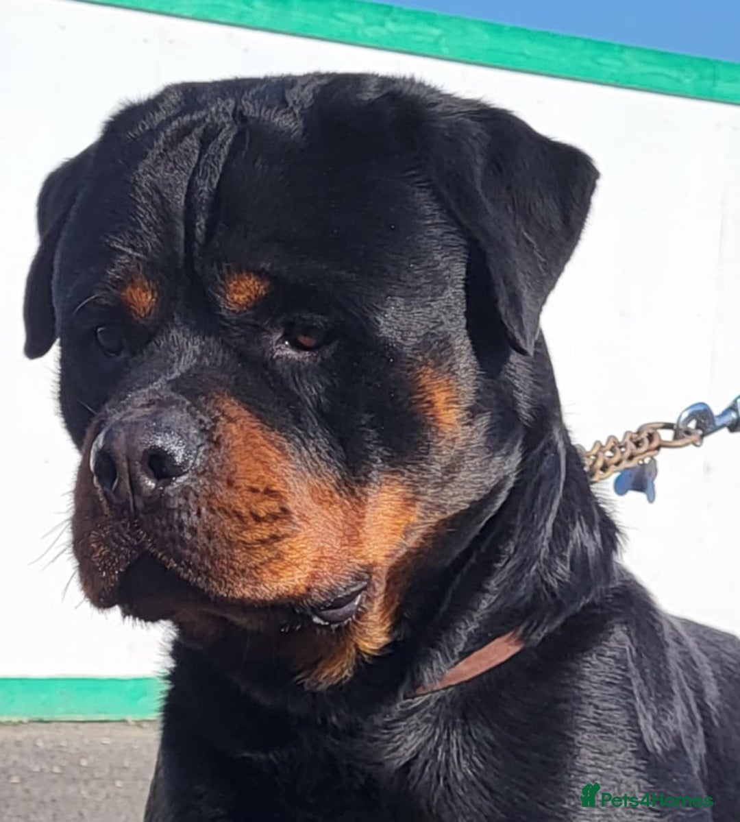 Rottweiler dogs for sale: Suberbly Bred KC Registered Rottweiler Puppies  - Advert 5