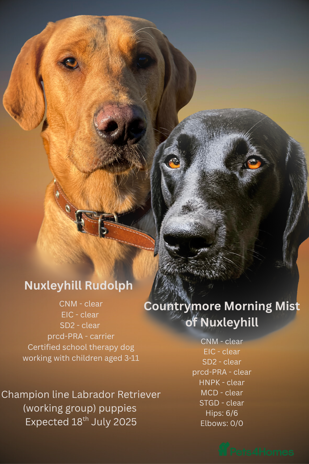 Labrador Retriever dogs for sale: KC registered Labrador Retriever puppies for sale - Image 2