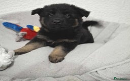 German Shepherd dogs for sale: BEAUTIFUL SABLE GERMAN SHEPHERD PUPS - Image 10