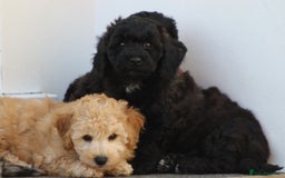 Poochon dogs for sale: F1 Poochon puppies For Sale  - Image 12