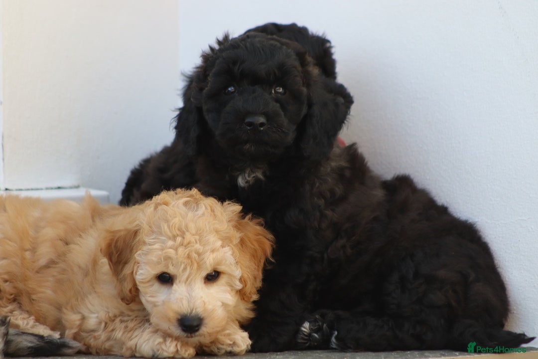 Poochon dogs for sale: F1 Poochon puppies For Sale  - Image 12