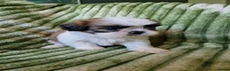 Shih Tzu dogs for sale: Miniature Shih-tzu's  - Advert 15